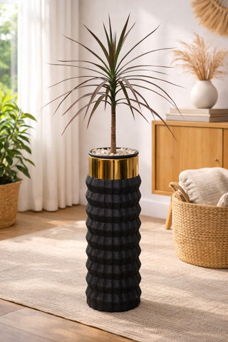 Dracaena Marginata in Capsule Planter