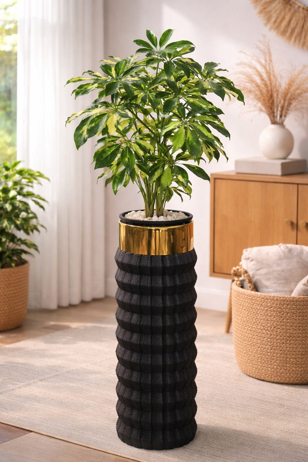 Schefflera in Capsule Planter