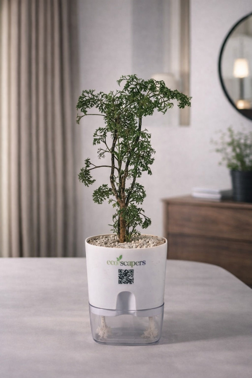 Aralia Dwarf Thai