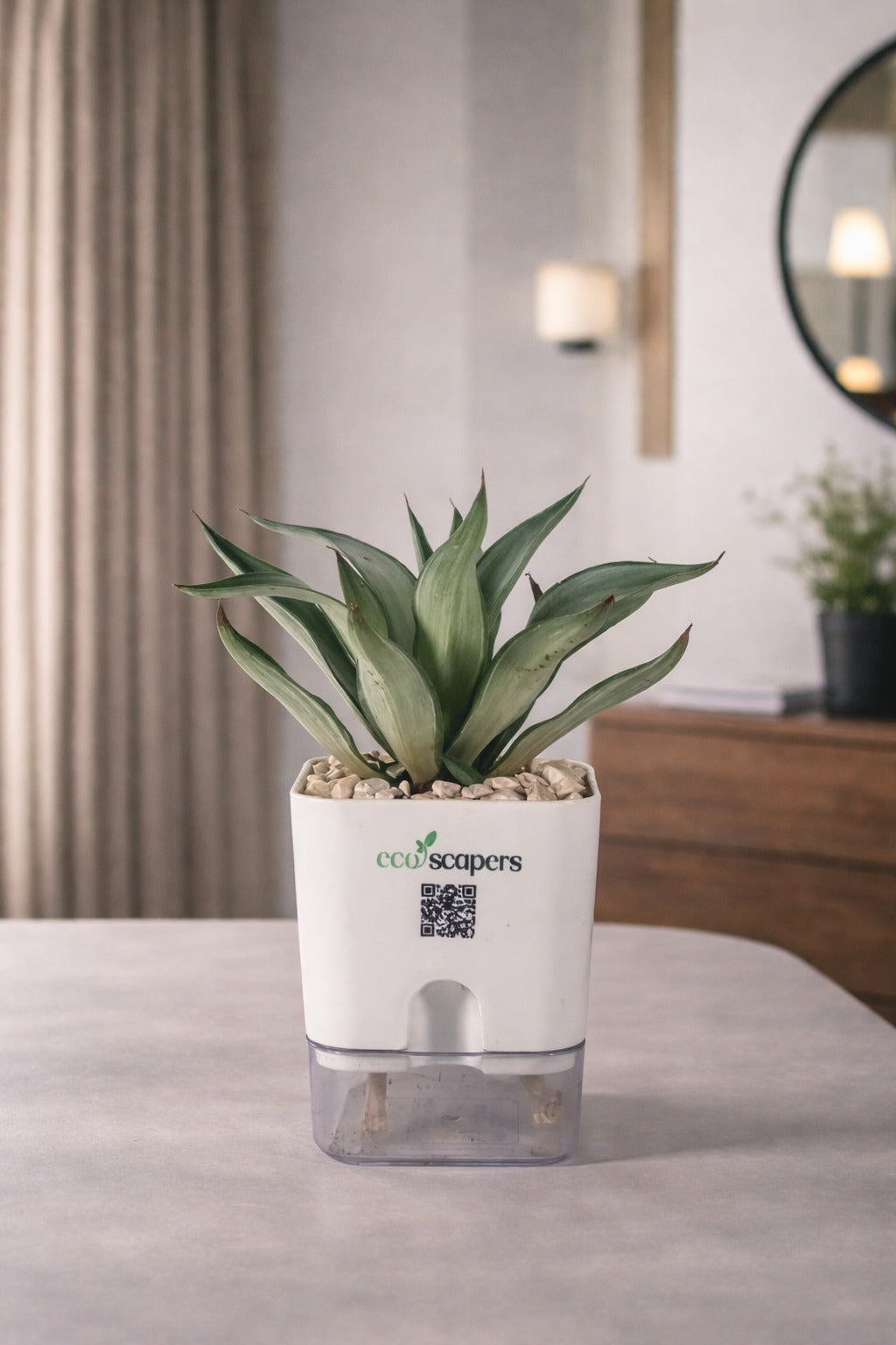 Agave