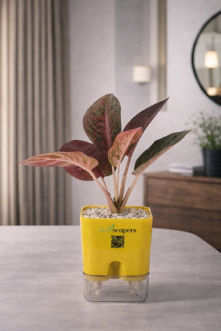 Aglaonema Stardust