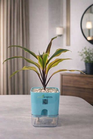 Cordyline Fruticosa