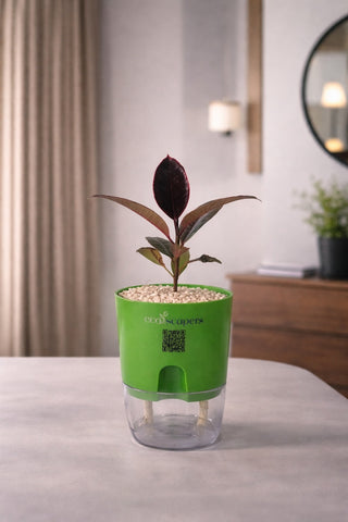 Rubber Plant