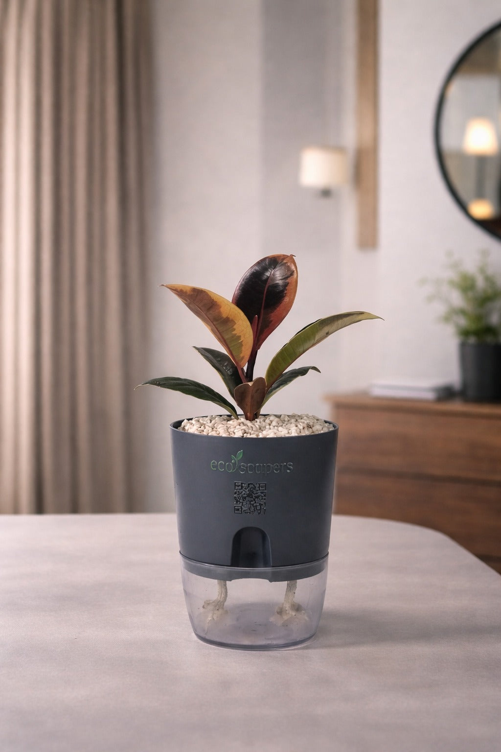 Rubber Plant Variegated