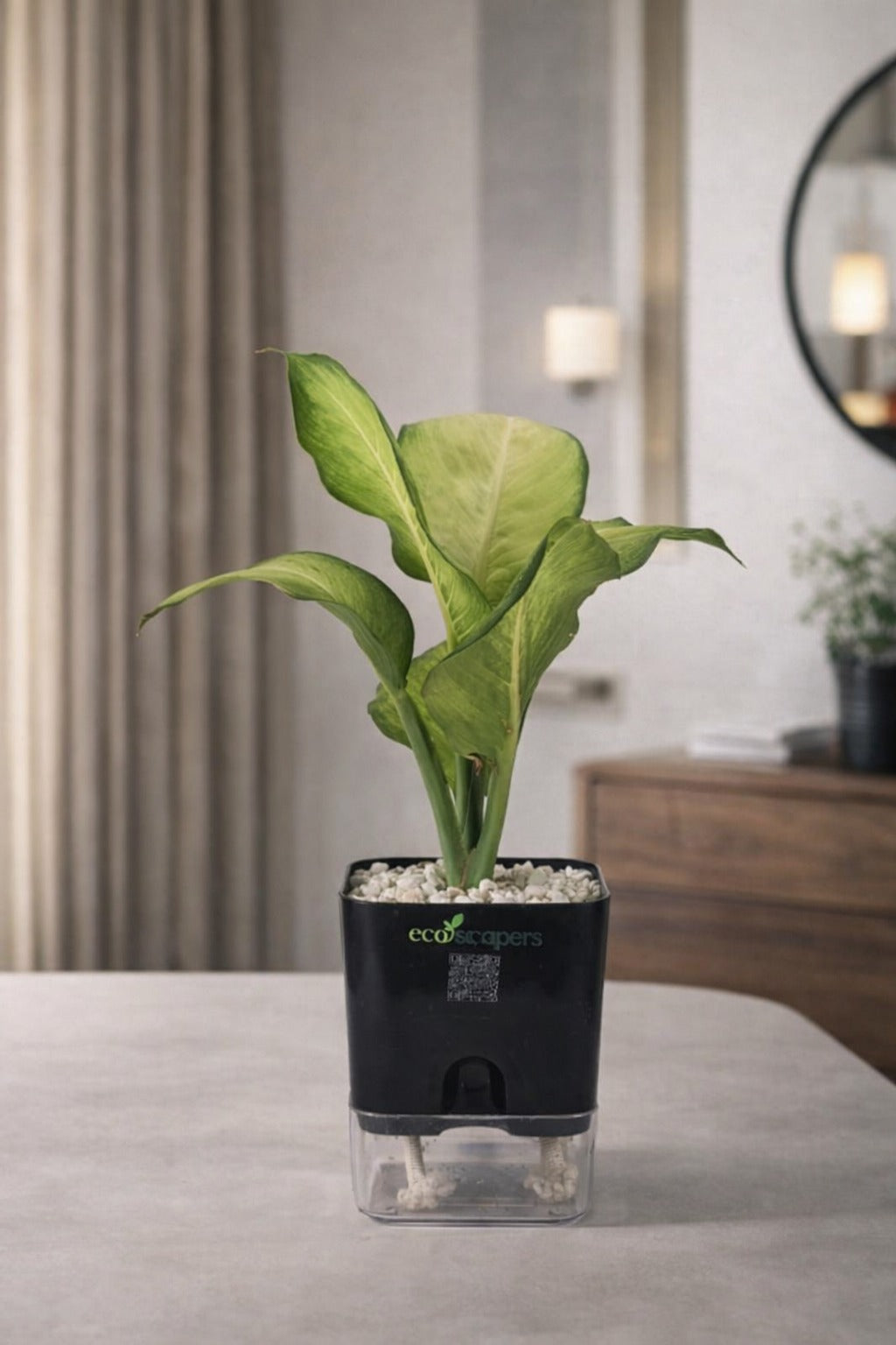 Dieffenbachia
