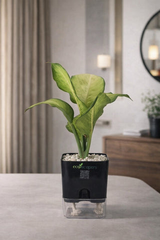 Dieffenbachia