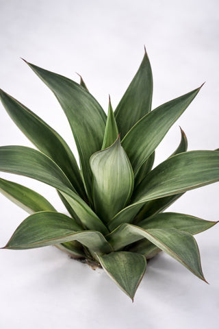 Agave