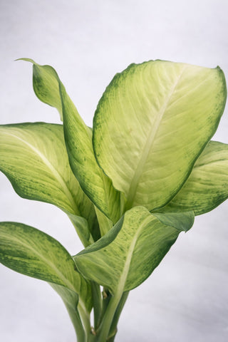 Dieffenbachia