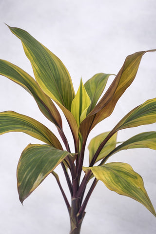 Cordyline Fruticosa