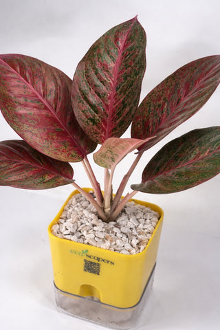 Aglaonema Stardust