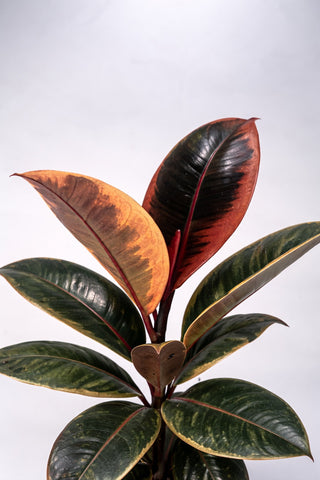 Rubber Plant Variegated