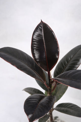Rubber Plant