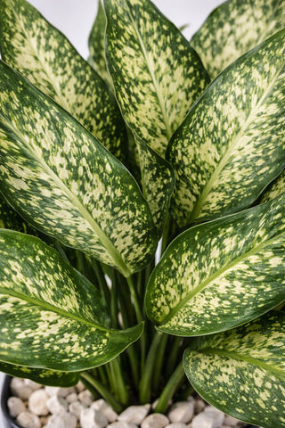 Aglaonema Chinese Evergreen