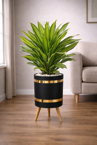 Dracaena Fragrans Massangeana – Luxury Stand Planter Combo