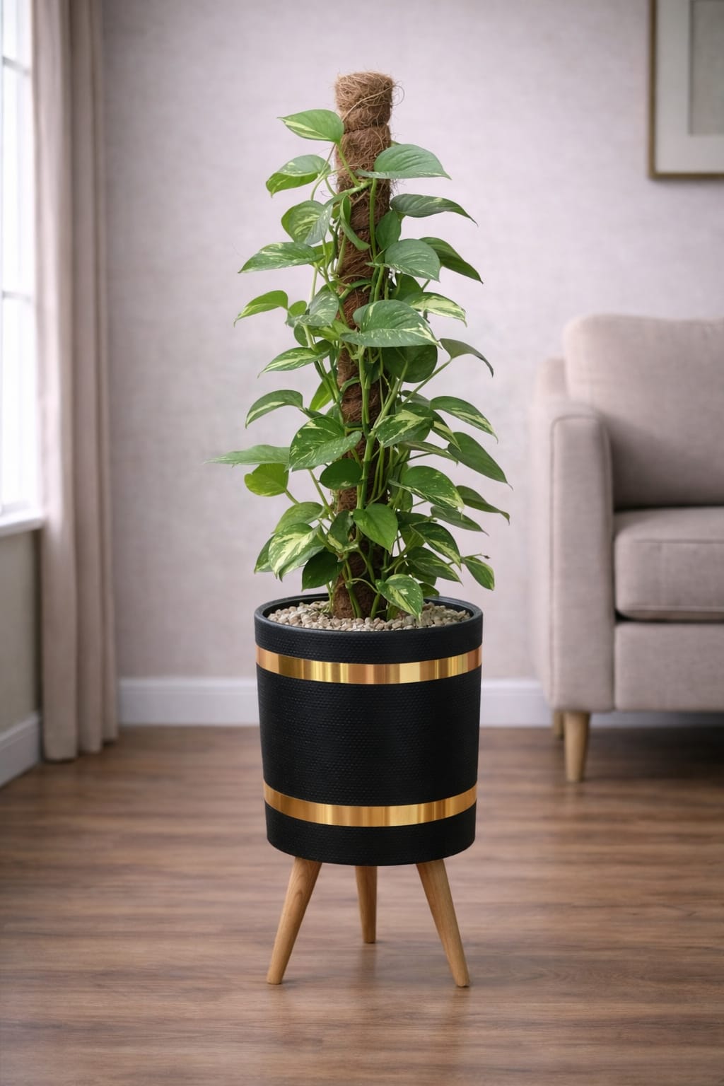 Money Plant – Luxury Stand Planter Combo