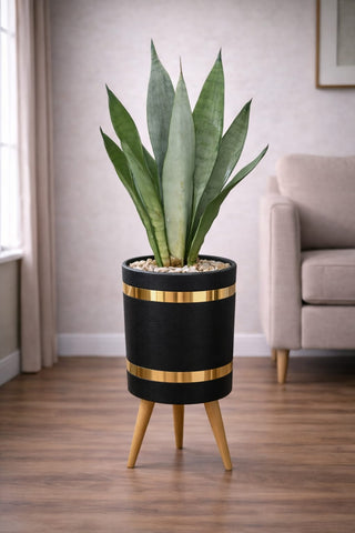 Snake Sansevieria Moonlight – Luxury Stand Planter Combo