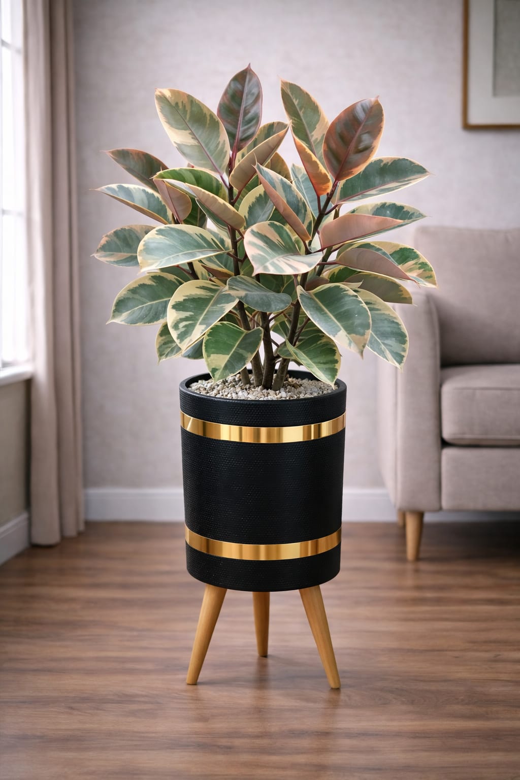Rubber Plant Variegated – Luxury Stand Planter Combo