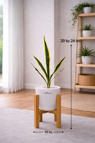 Lifelike Snake Plant with Wooden Stand | Indoor Plant Décor Pakistan