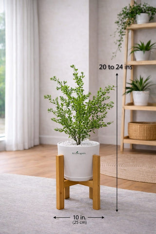 Lifelike Ficus (Light Green) with Wooden Stand | Indoor Plant Décor Pakistan