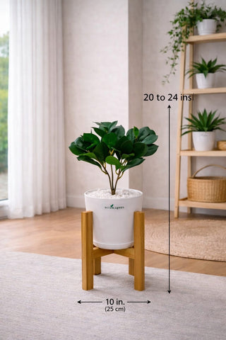 Lifelike Ficus (Light Green) with Wooden Stand | Indoor Plant Décor Pakistan