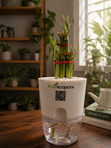 Lucky Bamboo