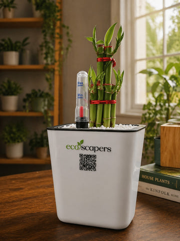 Lucky Bamboo