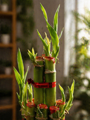 Lucky Bamboo
