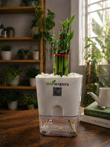 Lucky Bamboo