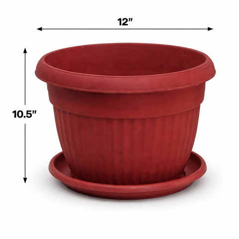 Croton Plant in Roma Ribbed Planter