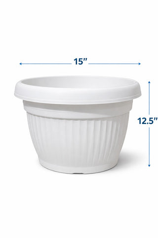 Croton Plant in Roma Ribbed Planter