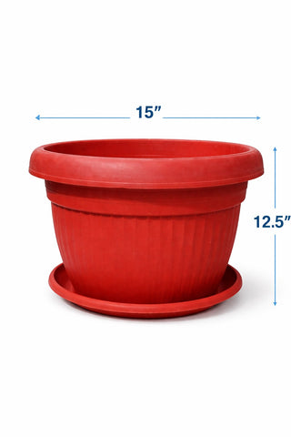 Croton Plant in Roma Ribbed Planter