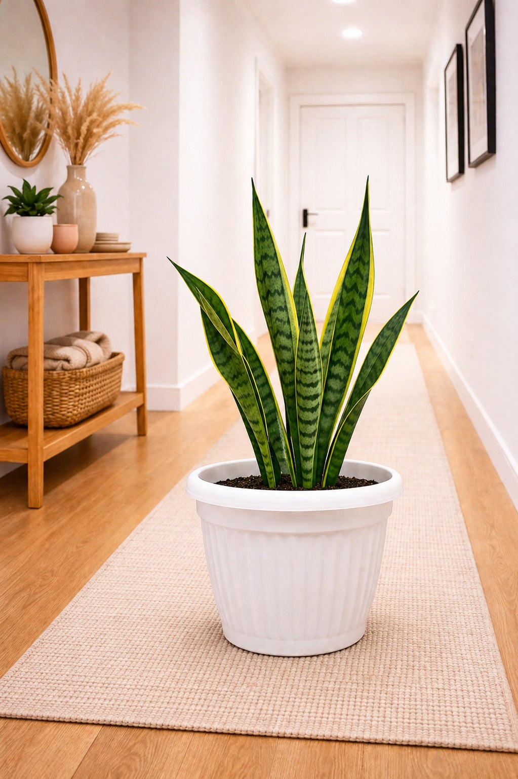 Snake Plant Dwarf Thai in Roma Ribbed Planter — EcoScapers