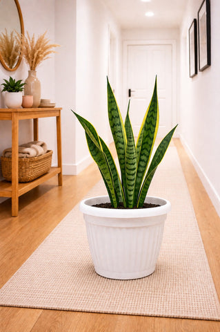 Snake Plant Dwarf Thai in Roma Ribbed Planter — EcoScapers