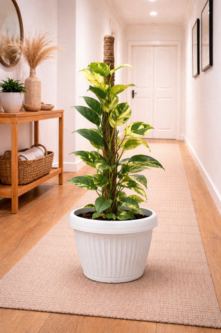 Money Plant Marble Queen in Roma Planter