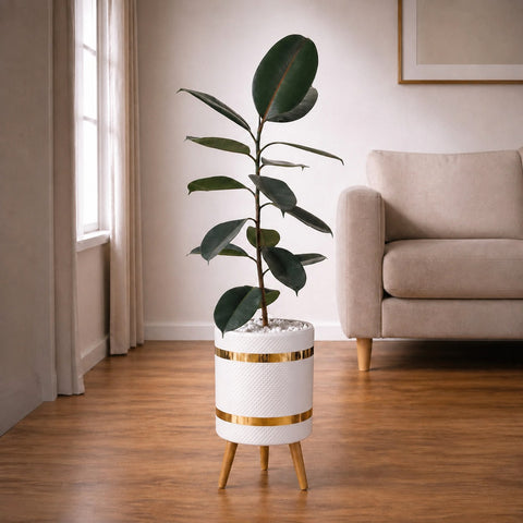 RUBBER PLANT Luxury Stand Planter Combo