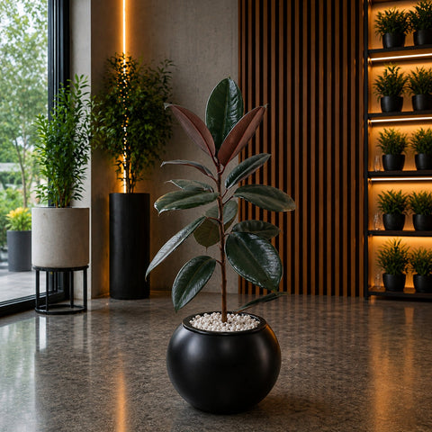 RUBBER PLANT in  Orbix Planter