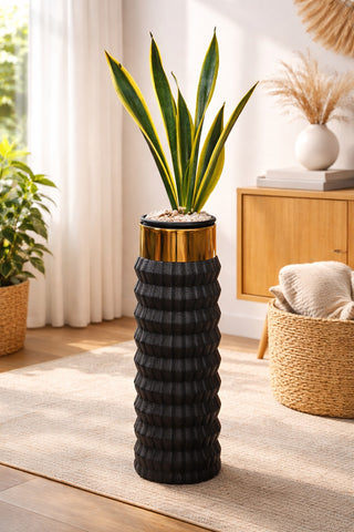 Snake Sansevieria Trifasciata – Green & Yellow