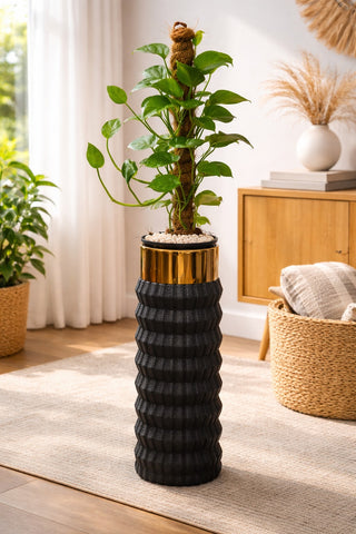 Money Plant – Luxury Stand Planter Combo