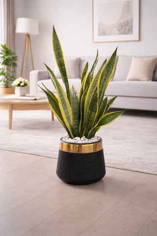Snake Sansevieria Trifasciata – Green & Yellow