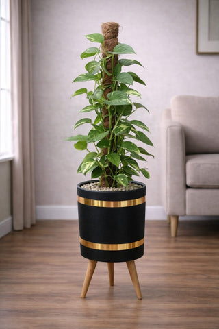 Money Plant