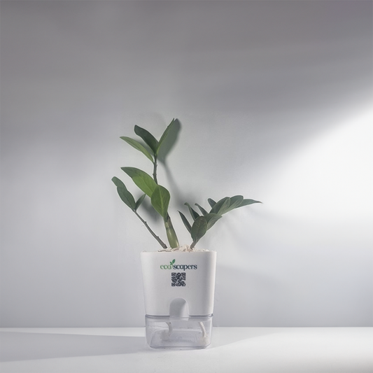 ZZ Plant (Zamioculcas zamiifolia) 750