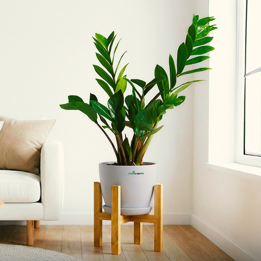 ZZ Plant XL 1000