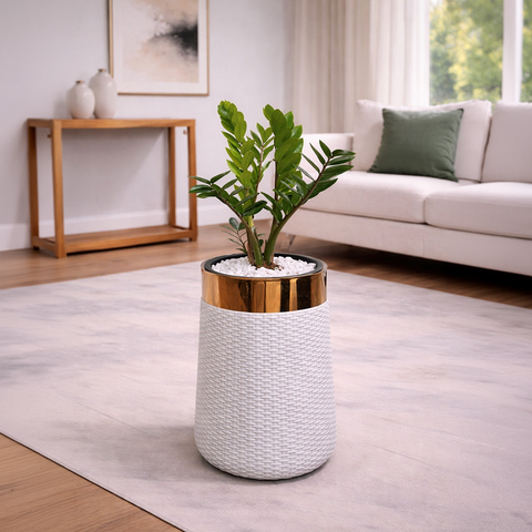 ZZ Plant in Luxe Grande Planter
