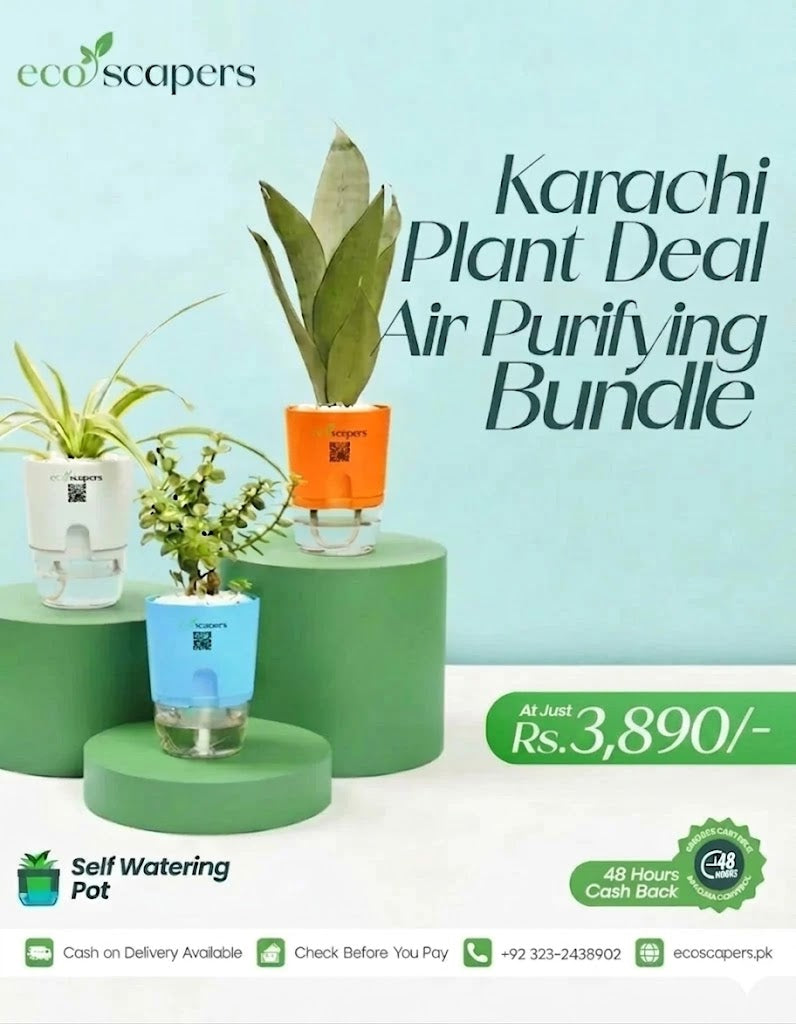 Air Purifying Plant Bundle Self Watering Pots (Set of 3)