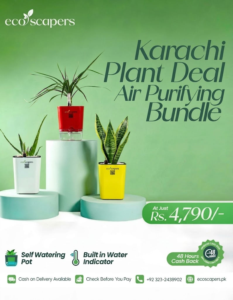 Air Purifying Plant Bundle Self Watering Pots with Water Indicator (Set of 3)