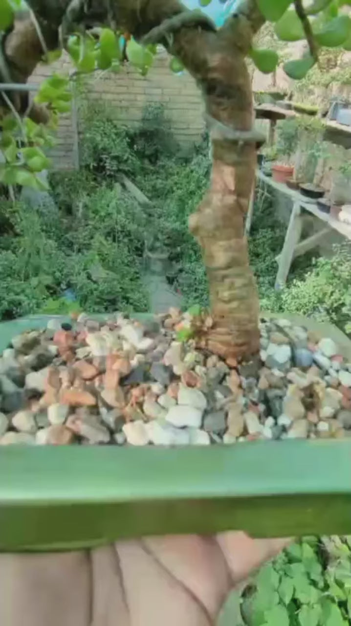 Bonsai - B4