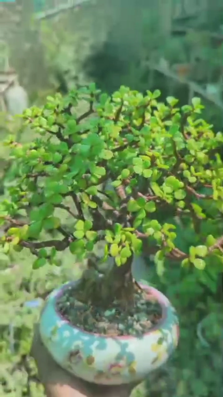 Bonsai - B3