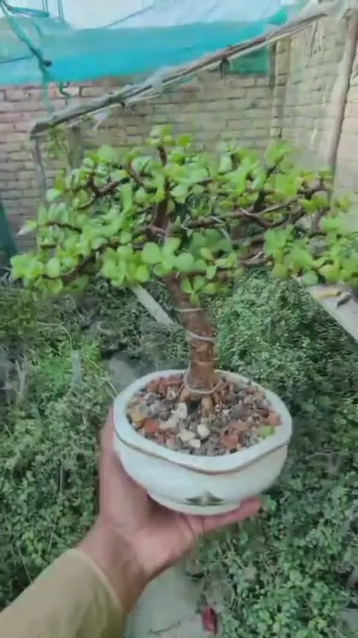 Bonsai - B2