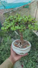 Bonsai - B2