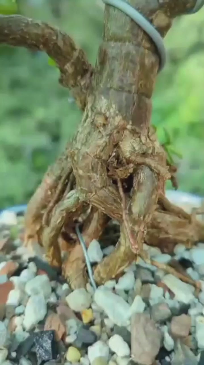 Bonsai - B5